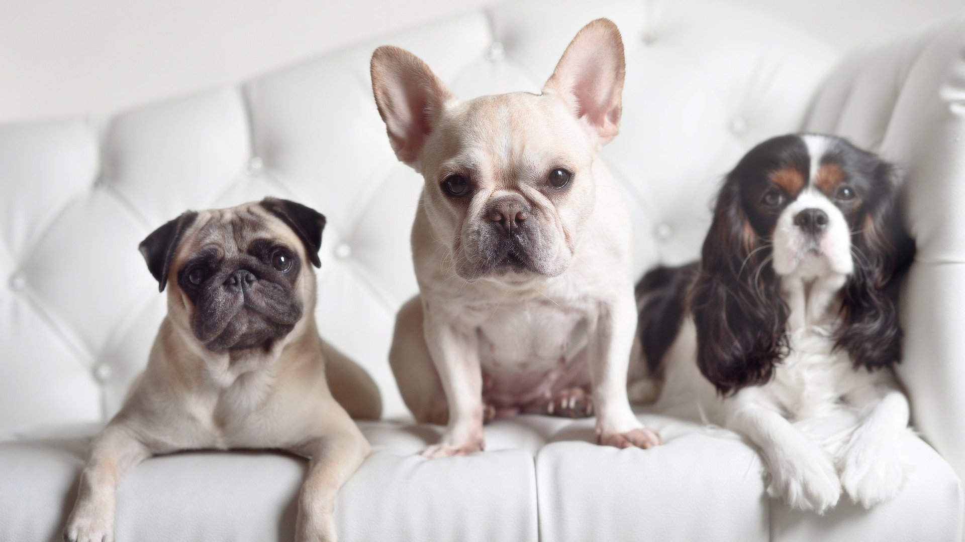 开云体育APP下载-篮网的引力，切特在焦点战中证明自己，浙江队的星辰被他带走