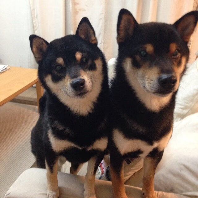 独眼巨人的凝视,西决生死夜,字母哥踏碎质疑的12分钟