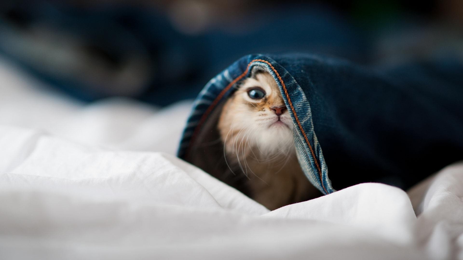 一人掌控风云,一队决胜千里—马克西导演,山西队终局猎杀黄蜂