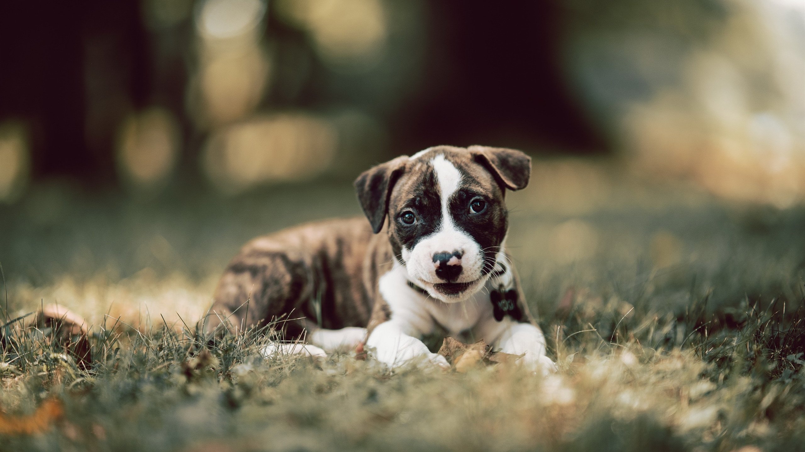 开云体育-姆巴佩的节奏魔法，掌控克罗地亚与塞内加尔的战役