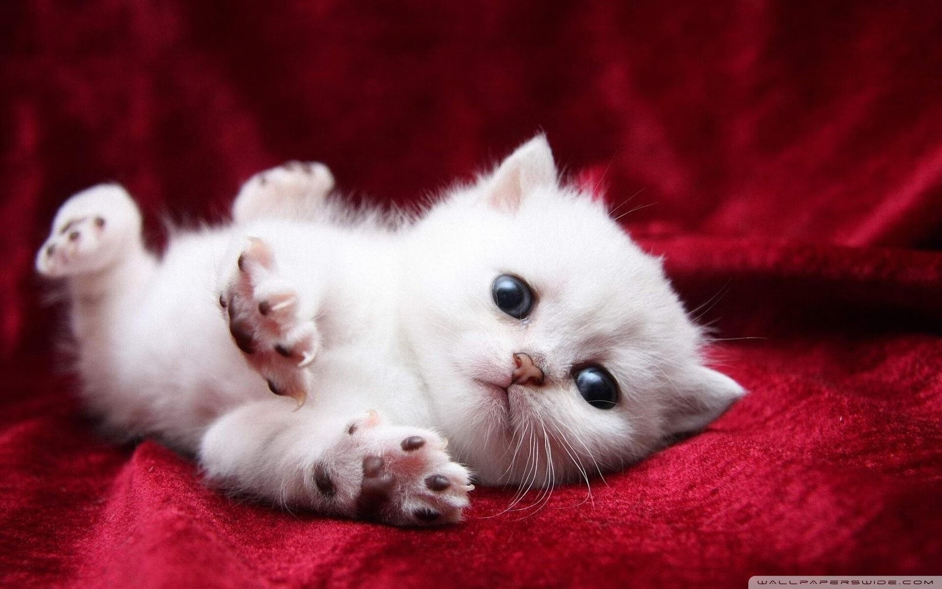 开云体育入口-年度焦点之战之夜，若日尼奥的手术刀与绿茵场上的寂静革命