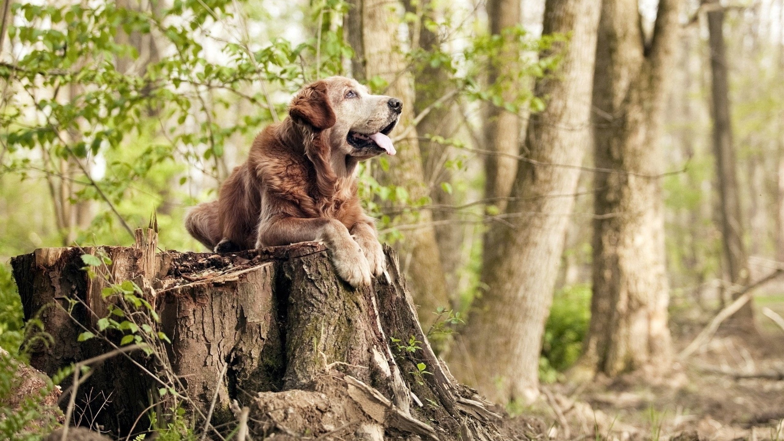 切特时间，当无形之手在奇才与勇士的记分牌上书写命运