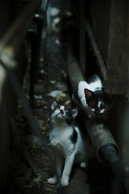 开云体育官网-当沙漠风暴席卷菲尼克斯—文班亚马降维打击，新疆队战术铁幕遮蔽太阳光芒