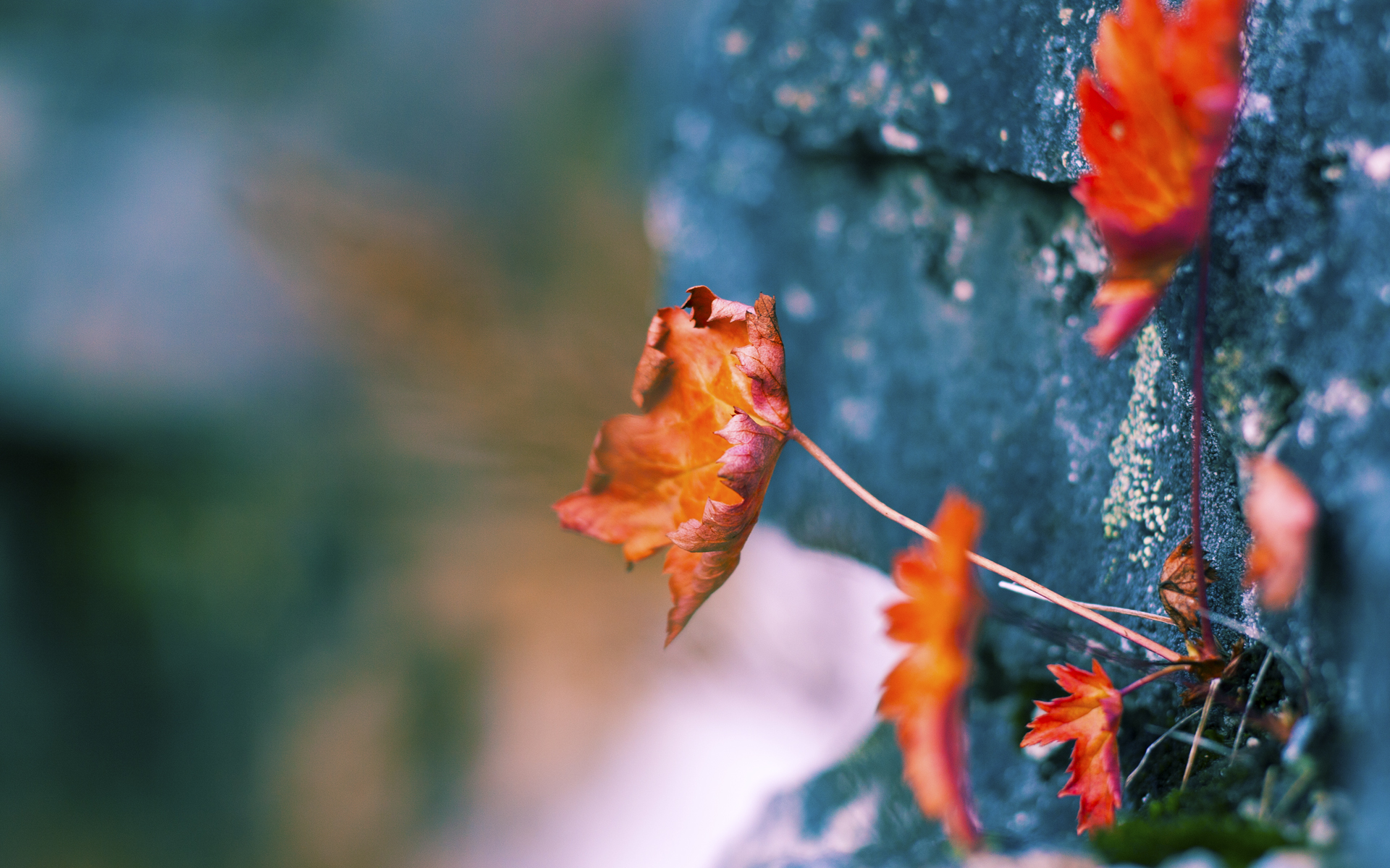 开云体育平台APP-基米希，抢七夜的王