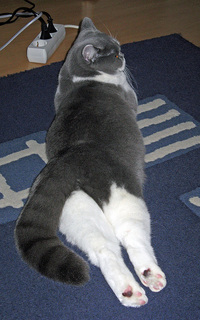 穿透喧嚣的轻响，基米希的那一脚与世界停转