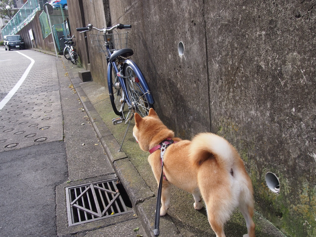 开云体育APP下载-瑞典式胜利，从冰球场到F1赛道，五分钟定乾坤