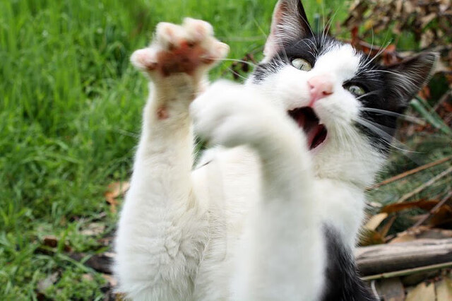 开云体育入口-铁血对火焰，巴雷拉引擎全开，阿尔及利亚战术体系如何压制塞维利亚攻势