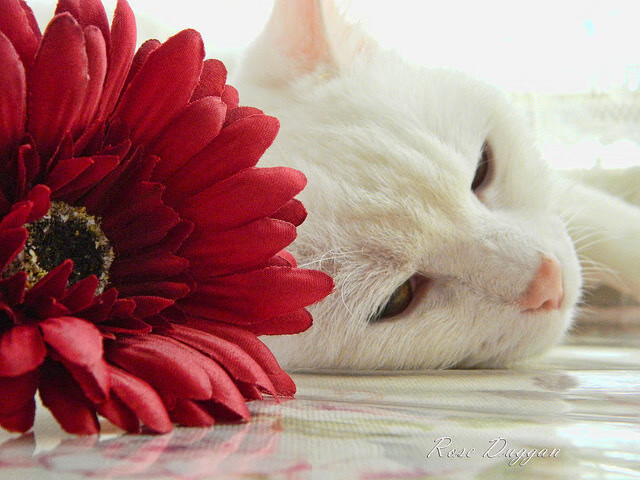 开云体育APP下载-绿茵画布上的大师签名，本泽马对阵尼斯的完美独奏