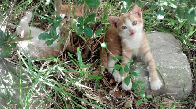 开云体育入口-篮球智慧入侵绿茵场，凯尔特人的窒息防守如何让勇士在欧冠哑火