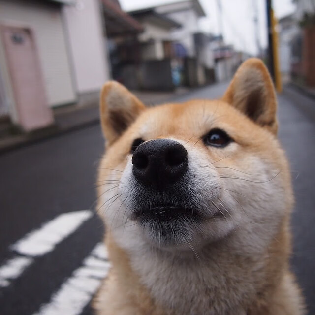 开云体育中国-孤星破冰，武切维奇一记三分改写狼侠之争的命运脚本