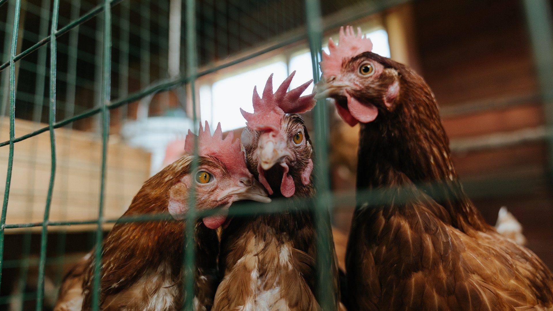 开云体育在线-精密齿轮的烈焰，当京多安状态火热点燃巴黎与勒沃库森的战局