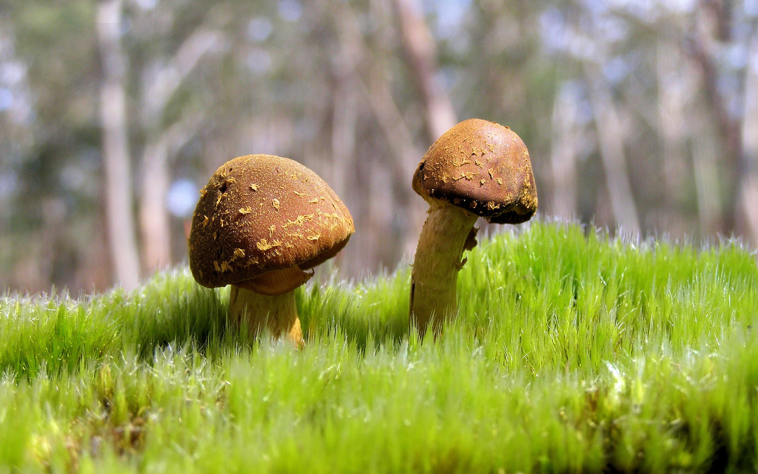 东决风云,当荷兰的橙色火力遇上几内亚的赤道防线