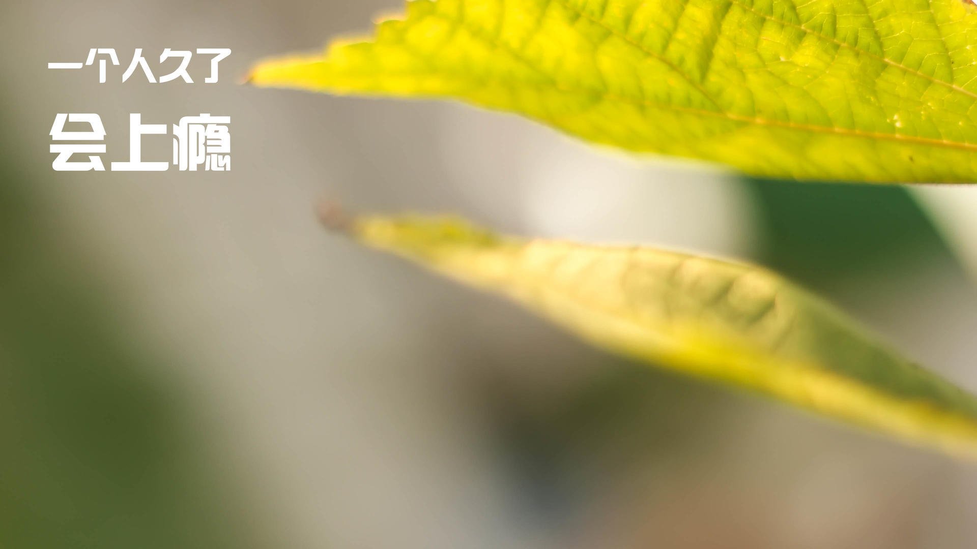 东亚铁闸对翡翠岛链，金玟哉连续得分拉开差距，爱尔兰巅峰对决胜出拜仁